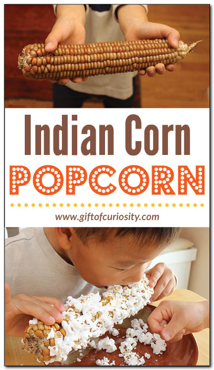 Amaze your kids by learning how to make popcorn from an ear of Indian corn right in your microwave. This brief tutorial will show you how to make this simple, healthy, and tasty fall snack. || Gift of Curiosity
