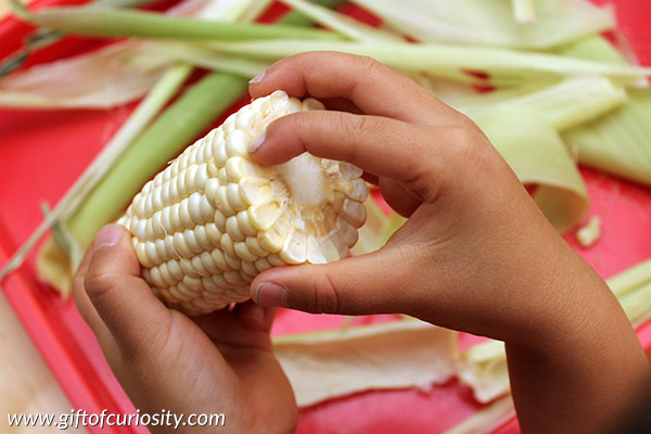 Fun, hands-on, Montessori-inspired learning about the parts of corn. Post includes ideas for learning about corn as well as a link to some detailed parts of corn printables. || Gift of Curiosity