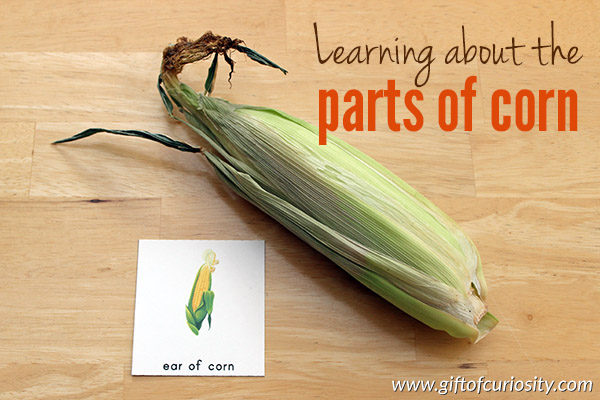 Fun, hands-on, Montessori-inspired learning about the parts of corn. Post includes ideas for learning about corn as well as a link to some detailed parts of corn printables. || Gift of Curiosity