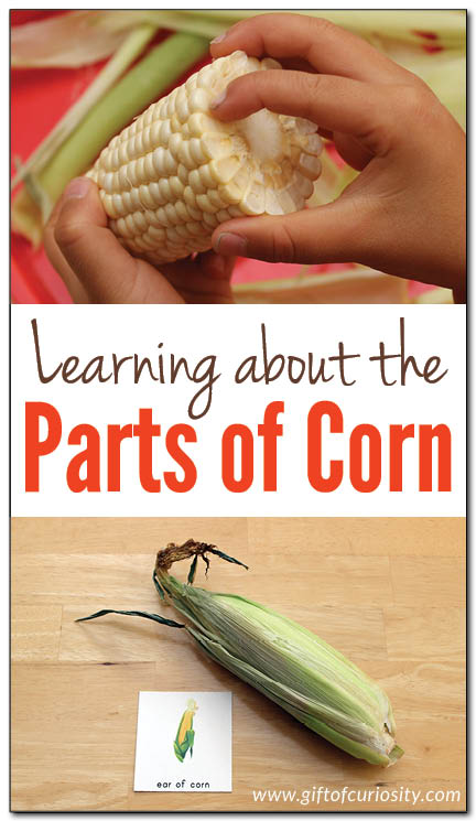 Fun, hands-on, Montessori-inspired learning about the parts of corn. Post includes ideas for learning about corn using a real ear of corn as well as a link to some detailed printables about the parts of corn. || Gift of Curiosity