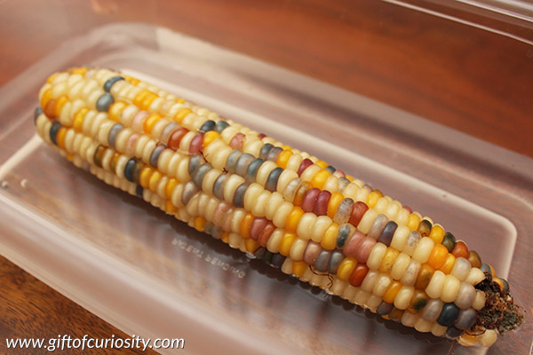 Spouting Indian corn is an easy fall science activity for kids. Learn the trick to sprouting Indian corn kernels successfully. || Gift of Curiosity