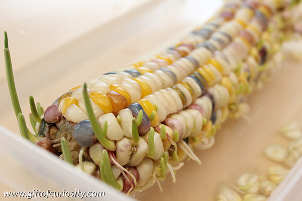 Spouting Indian corn is an easy fall science activity for kids. Learn the trick to sprouting Indian corn kernels successfully. || Gift of Curiosity