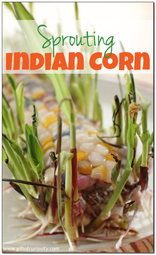 Easy fall science: Sprouting Indian corn - Gift of Curiosity