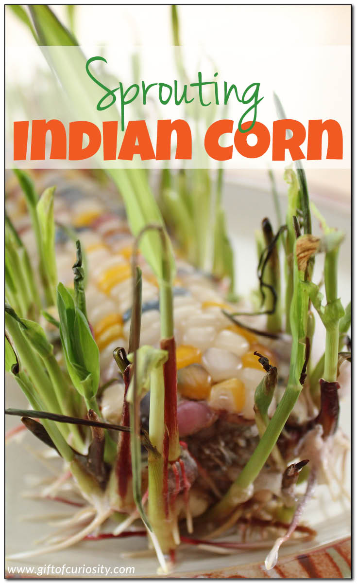Spouting Indian corn is an easy fall science activity for kids. Learn the trick to sprouting Indian corn kernels successfully. This would make a great preschool science activity! || Gift of Curiosity