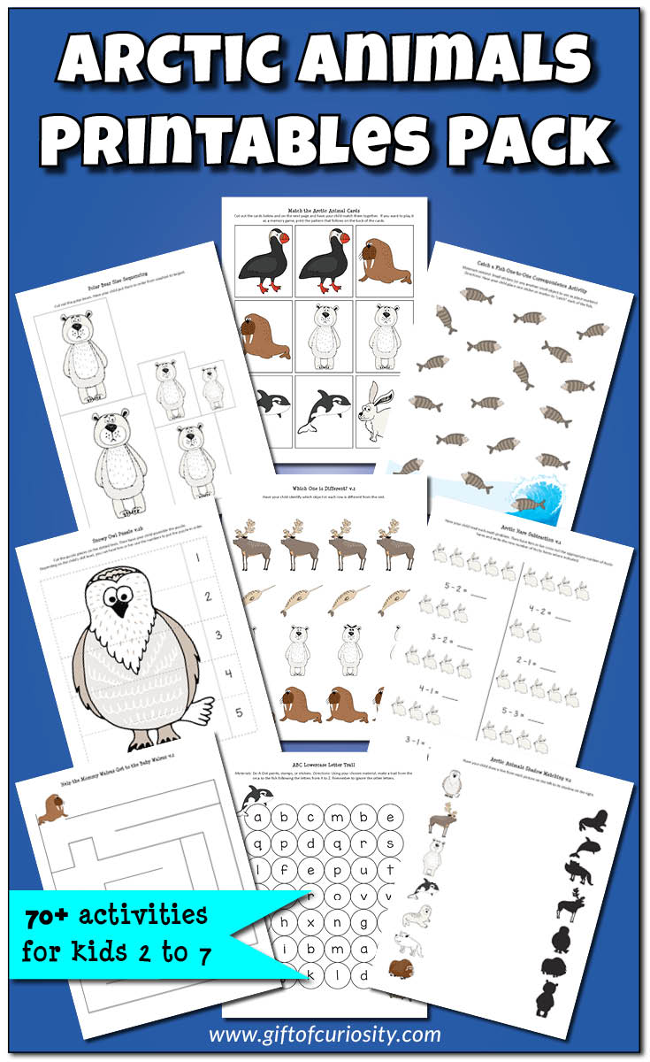 Arctic Animals Printables Pack with 70+ activities for kids ages 2-7. This pack is an amazing resource for a preschool or kindergarten Arctic unit study. || Gift of Curiosity