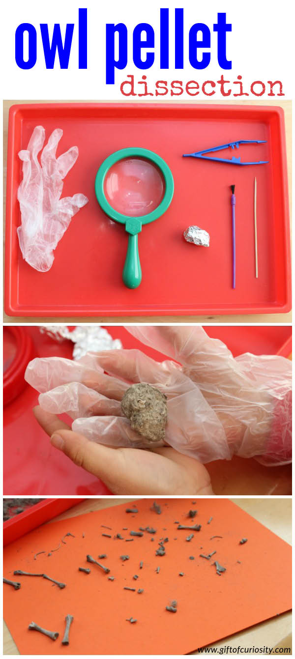 Did you know that owls usually eat their food whole? But they can't digest teeth, claws, and bones, so they spit them back up in an "owl pellet." Kids can dissect an owl pellet to learn about an owl's diet. What a great, hands-on science activity for kids! || Gift of Curiosity