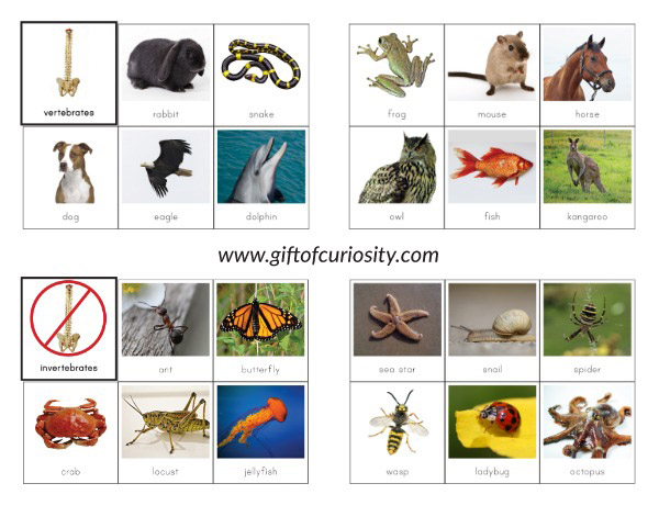 Vertebrates vs. Invertebrates Picture Sorting Cards {Montessori printables}  - Gift of Curiosity