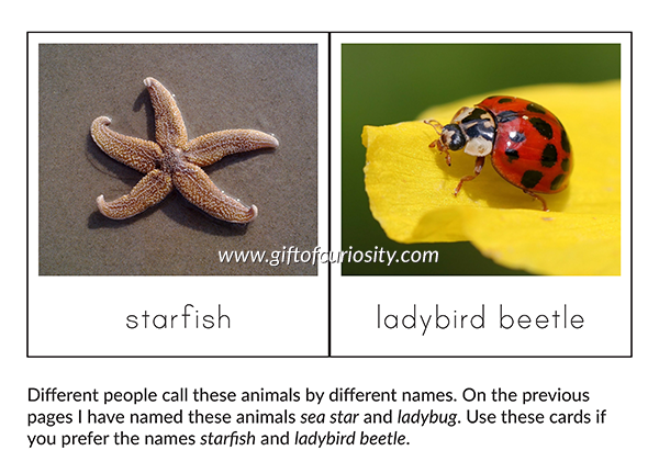 Vertebrates vs. Invertebrates Picture Sorting Cards: Use these Montessori-style picture cards featuring 2 category labels and 22 animal pictures to help your children understand the difference between vertebrate animals (those with a backbone) and invertebrate animals (those without a backbone). This is a useful resource for the Montessori zoology sequence. || Gift of Curiosity