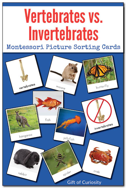 Vertebrates vs. Invertebrates Picture Sorting Cards: Use these Montessori-style picture cards featuring 2 category labels and 22 animal pictures to help your children understand the difference between vertebrate animals (those with a backbone) and invertebrate animals (those without a backbone). This is a useful resource for the Montessori zoology sequence. || Gift of Curiosity