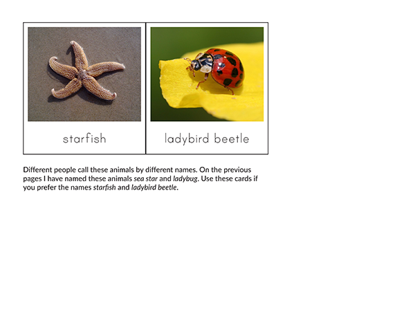 Vertebrates vs. Invertebrates Sorting Cards - Image 6