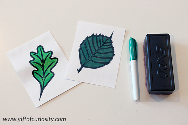This hands-on activity (with free printable!) shows kids how and why leaves change color in the fall. (Hint: the yellow color is in the leaf all along, but only gets revealed when the green chlorophyll breaks down in the fall) || Gift of Curiosity