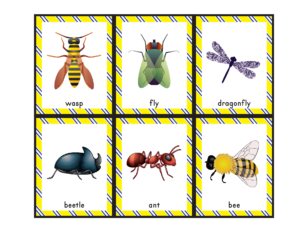 Insects Bingo - Gift of Curiosity