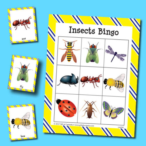 Insects Archives - Gift of Curiosity