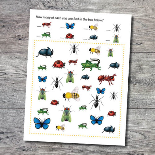 Insects Archives - Gift of Curiosity