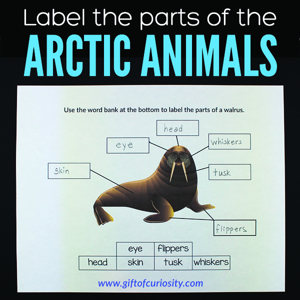 Label the Parts of the Arctic Animals - Gift of Curiosity
