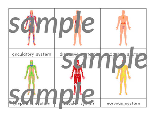 Human Body Systems 3-Part Cards {Montessori} - Gift of Curiosity