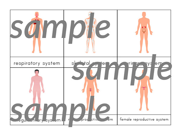Human Body Systems 3-Part Cards - Image 3
