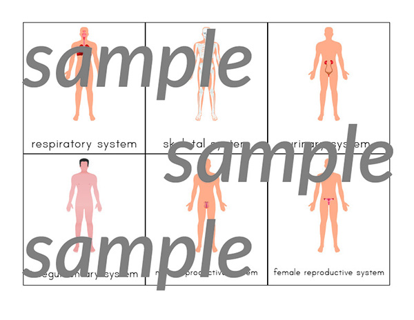 Human Body Systems 3-Part Cards - Image 5