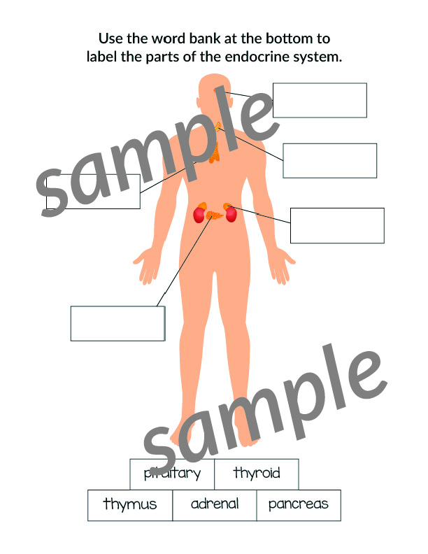 Label the Parts of the Body System - Image 4