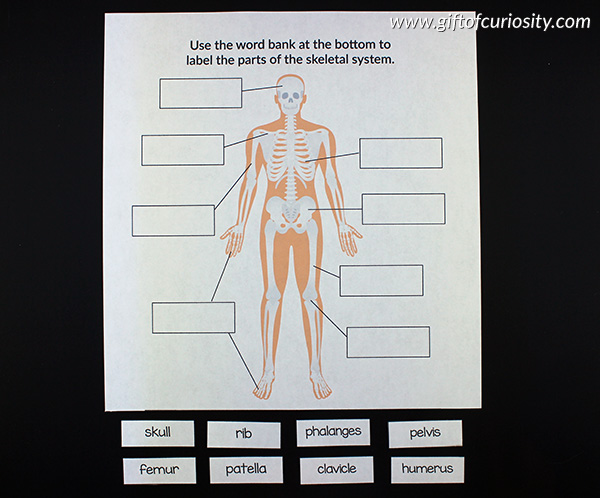 Label The Parts Of The Body System Gift Of Curiosity