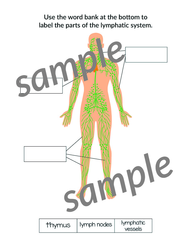 Label the Parts of the Body System - Image 5