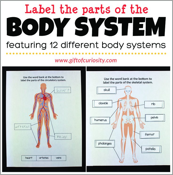 Label The Parts Of The Body System Gift Of Curiosity