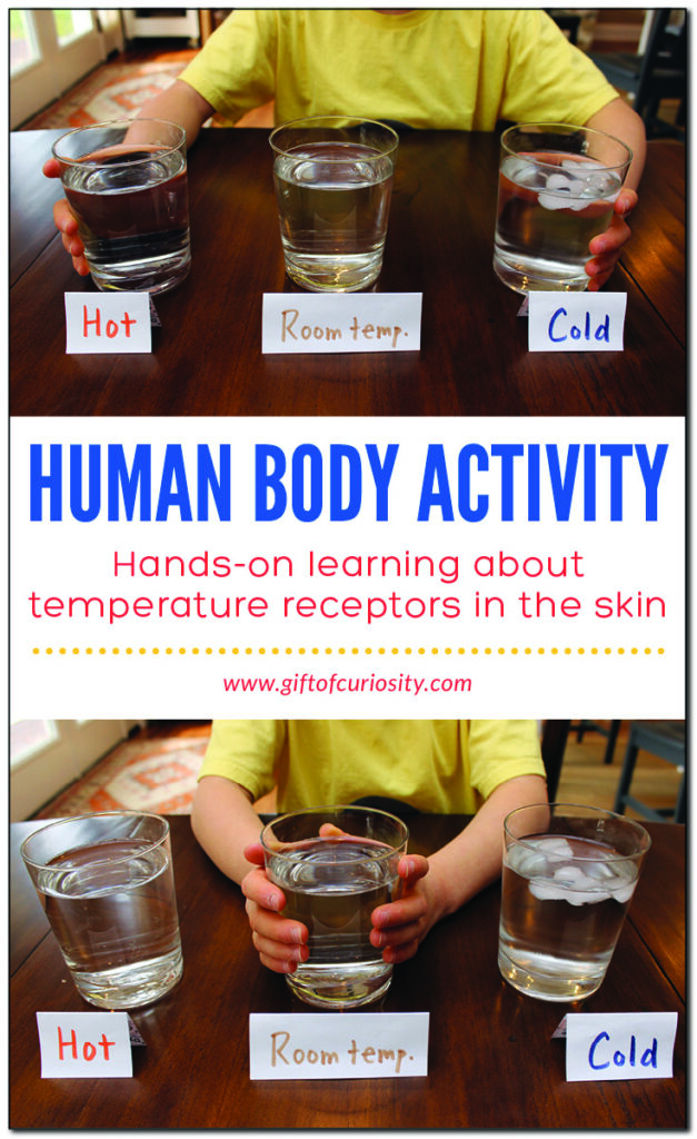 Human Body Activity: Learning about temperature receptors in the skin ...
