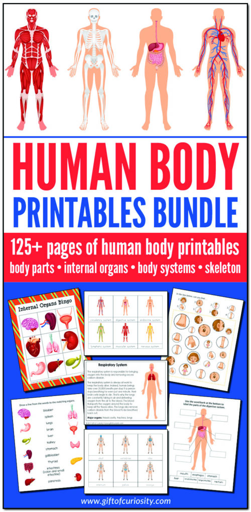 Human Body Printables Bundle - Gift of Curiosity