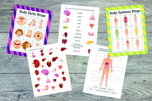 Human Body Printables Bundle - Gift of Curiosity