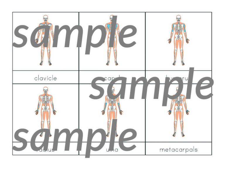 Human Body Printables Bundle - Gift of Curiosity