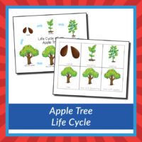 Apple Tree Life Cycle {printables} - Gift of Curiosity