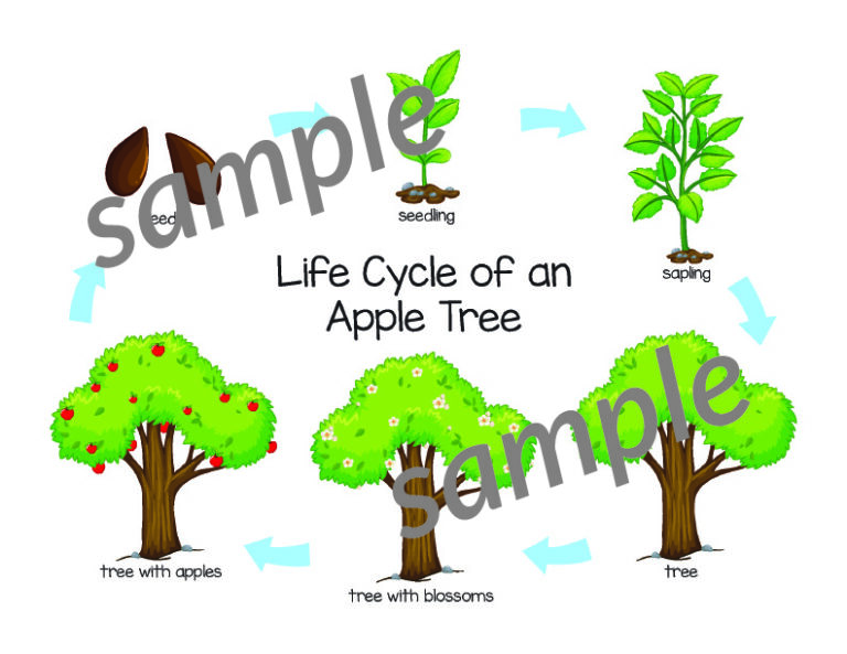 Apple Tree Life Cycle Gift Of Curiosity