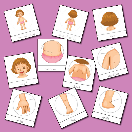 Human Body 3-Part Cards {Montessori} - Gift of Curiosity