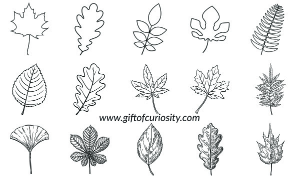 Leaf Outlines Free Printable Gift Of Curiosity