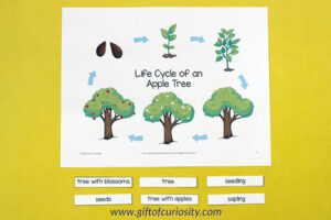 Apple Tree Life Cycle {printables} - Gift of Curiosity