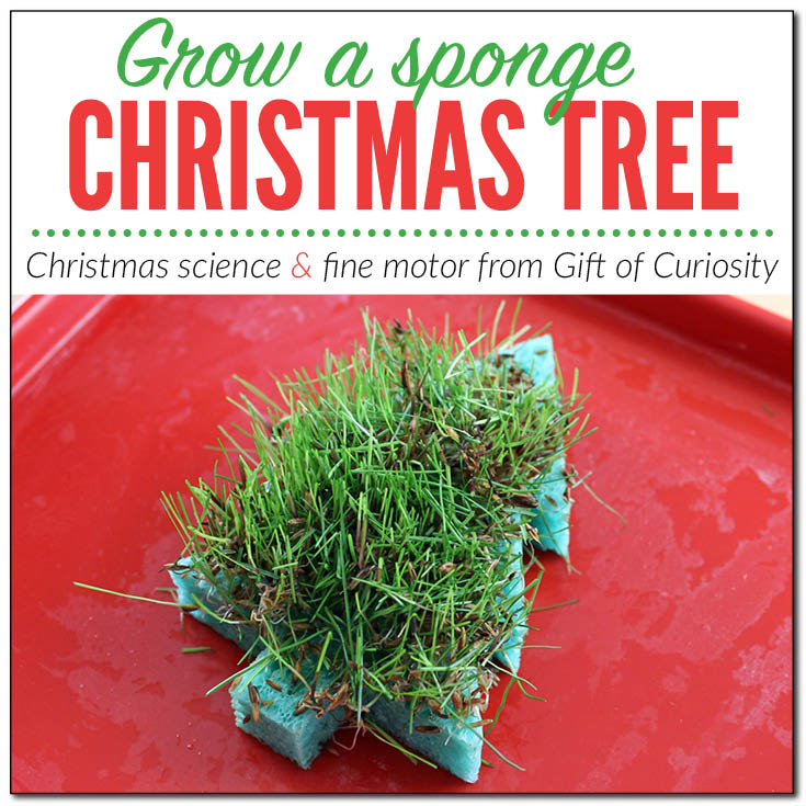 Grow your own Christmas tree sponge with this super fun Christmas science and fine motor activity your kids can enjoy over and over! || Gift of Curiosity