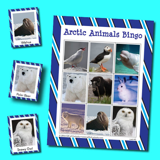Arctic Animals Bingo game {free printable} - Gift of Curiosity