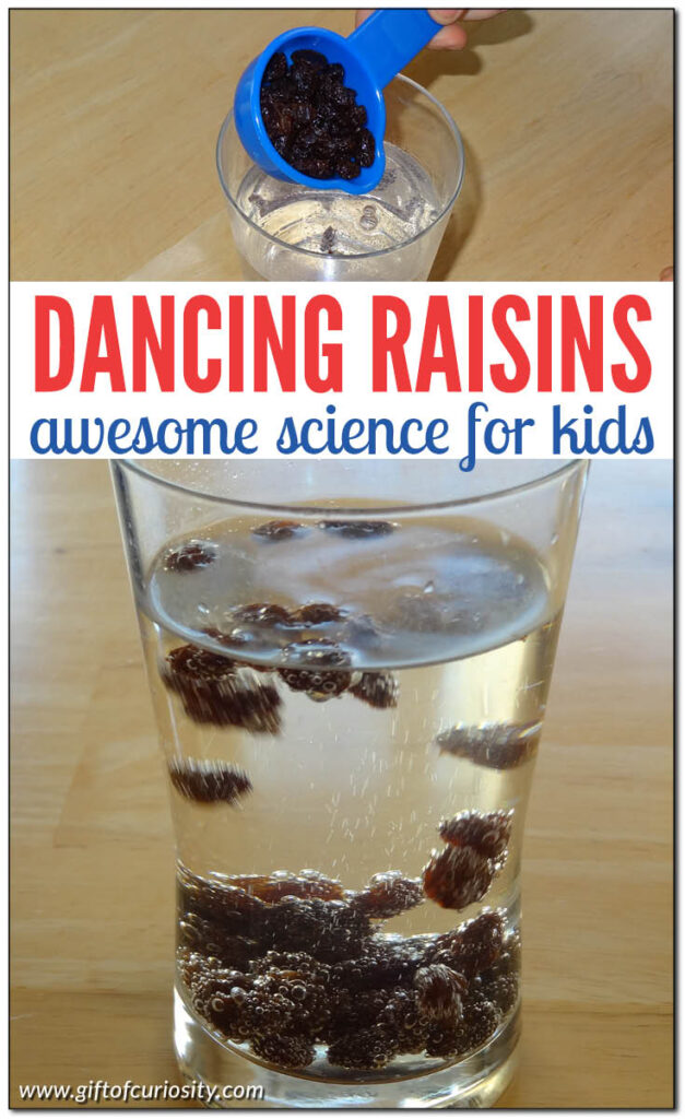 The dancing raisins experiment: Raisins added to a glass of clear carbonated beverage will float to the top and then sink back down, giving them a "dancing" appearance. This is a great activity to talk about states of matter or density. Kids and adults alike will be mesmerized by the raisins riding a carbonated "elevator" to the top of the glass! #STEM #STEAM #density #statesofmatter #science #giftofcuriosity || Gift of Curiosity