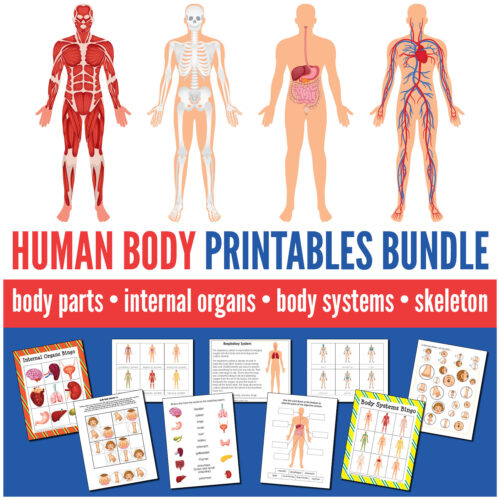 Human Body Printables Bundle - Gift of Curiosity