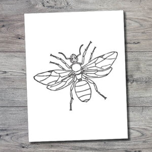 Insects Archives - Gift of Curiosity