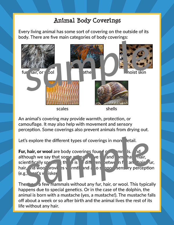 Animal Body Coverings Activities Pack - Gift of Curiosity