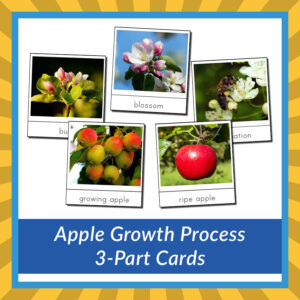 Apple Growth Process 3-Part Cards