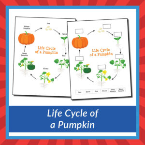 Life Cycle of a Pumpkin