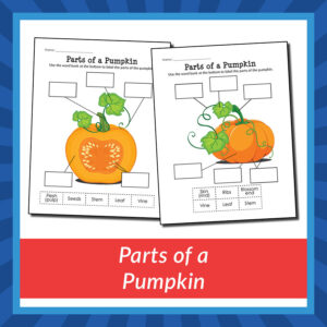 Parts of a Pumpkin